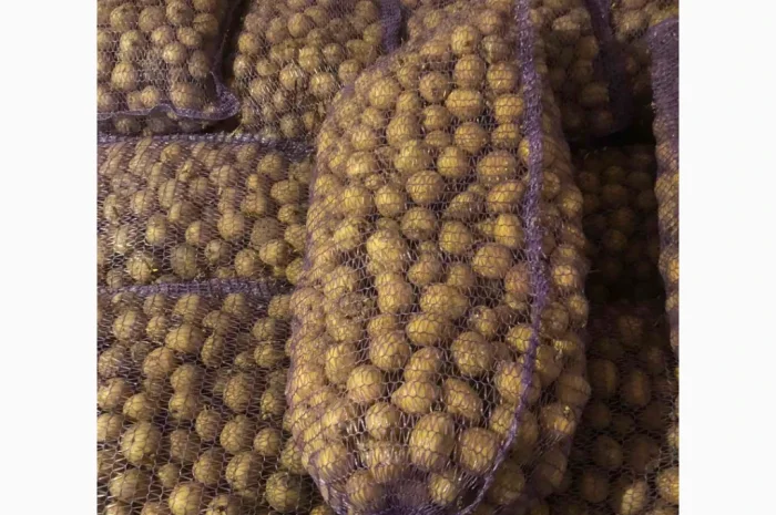 Продажа семенного картофеля Аризона и Ривьера- фото № 4