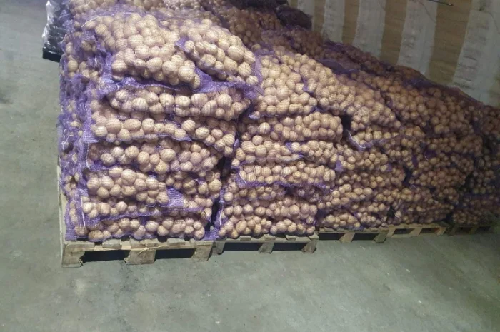 Продаж картоплі в Житомирі- фото № 1