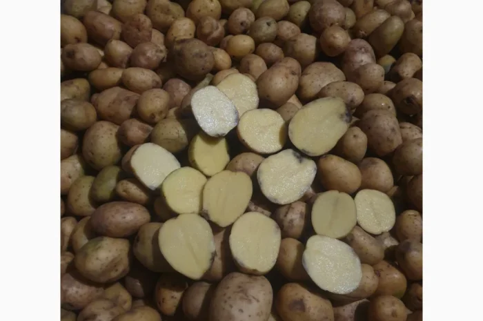 Куплю картоплю другого сорту- фото № 1