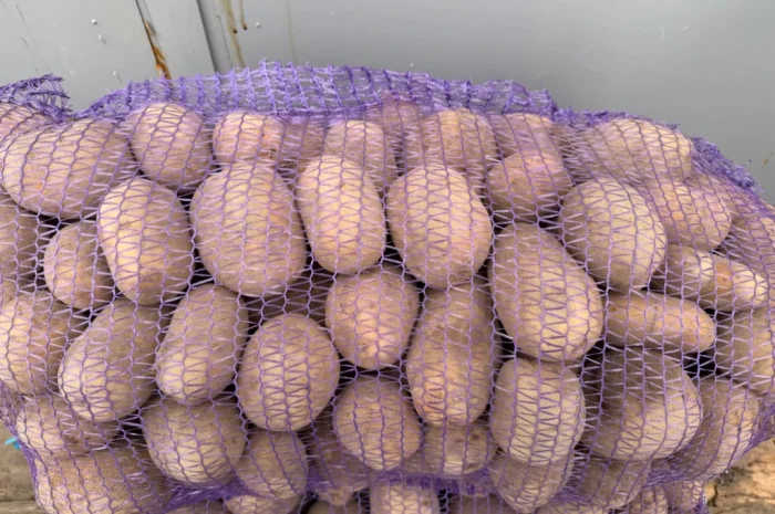 Продажа картофеля, 100 тонн в наличии- фото № 1