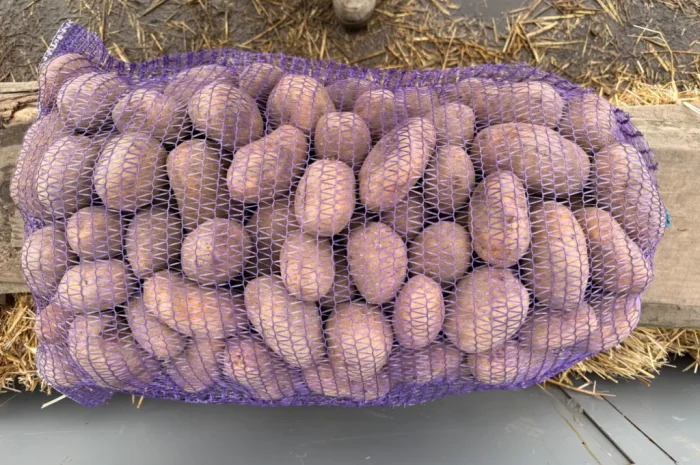 Продажа картофеля, 100 тонн в наличии- фото № 2