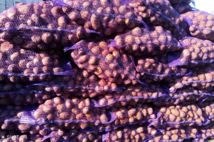 Пропонується картопля сортів Гранада, Аризона, Колумба для посадки- фото № 2