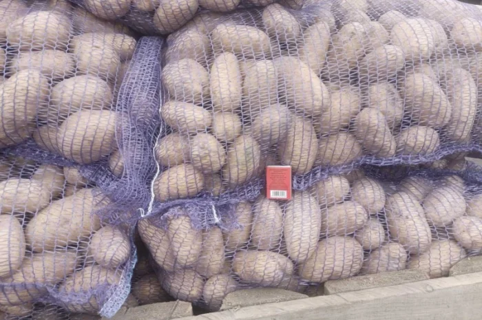 Продажа картошки сорта Гранада, Аризона, Колумба- фото № 2