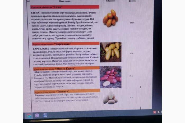 Продажа насиневой картошки нидерландской селекции- фото № 1