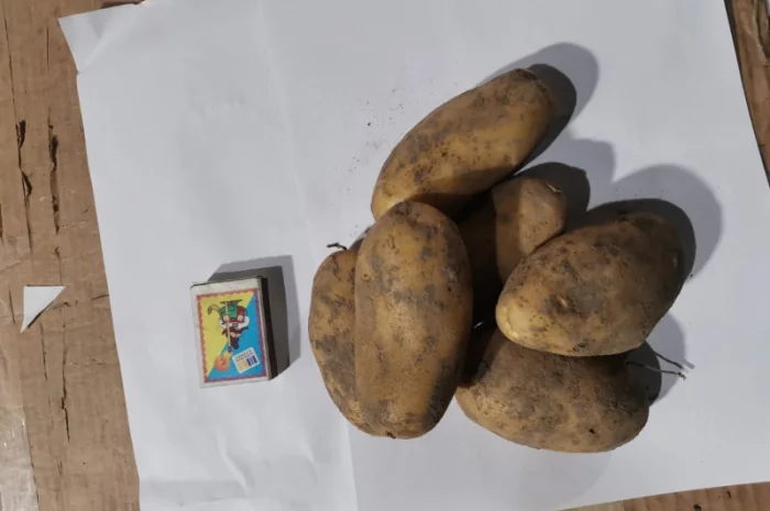 Картофель нидерландской селекции на продажу- фото № 2