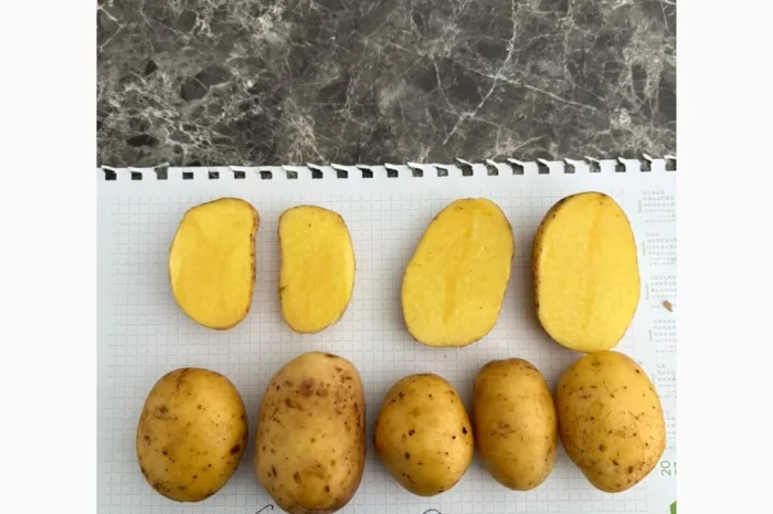 Пропоную імпортне насіння картоплі з Литви- фото № 2