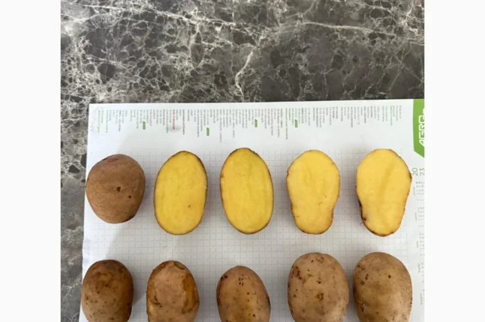 Пропоную імпортне насіння картоплі з Литви- фото № 3