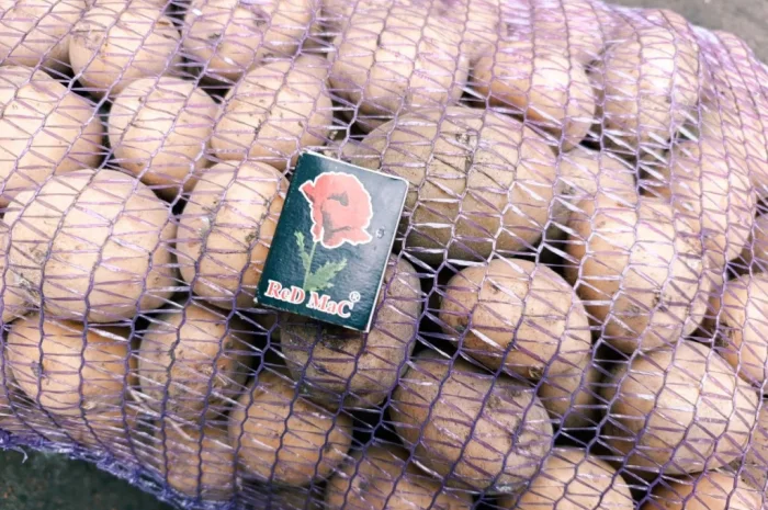 Продаж посадкової картоплі Рив'єра- фото № 2