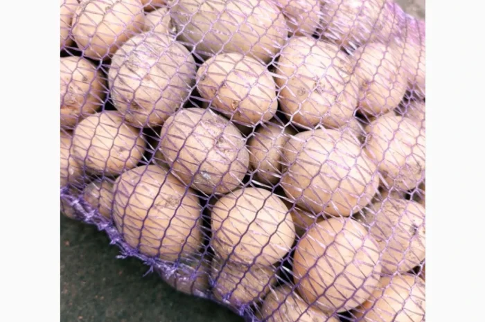 Продаж посадкової картоплі Рив'єра- фото № 3