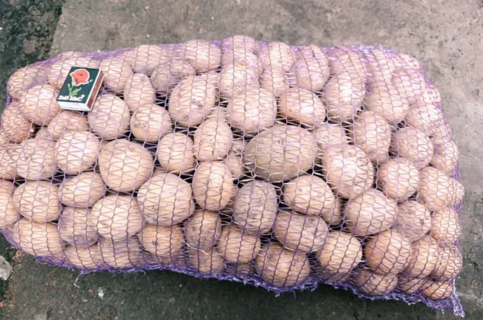 Продаж посадкової картоплі Рив'єра- фото № 4