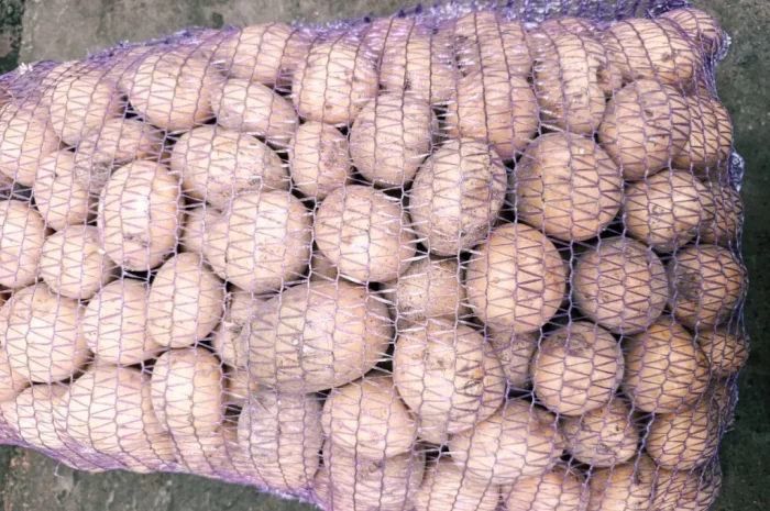 Продаж посадкової картоплі Рив'єра- фото № 5