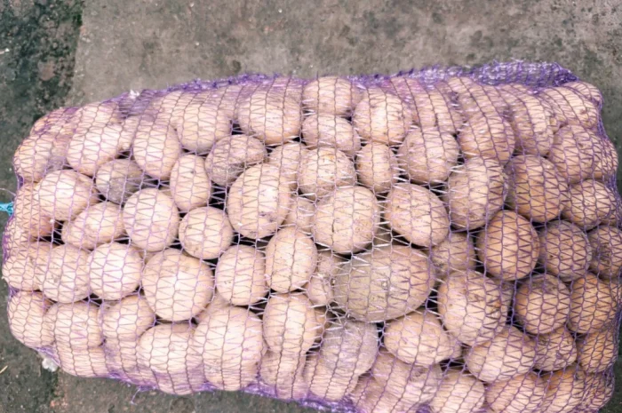 Продаж посадкової картоплі Рив'єра- фото № 6