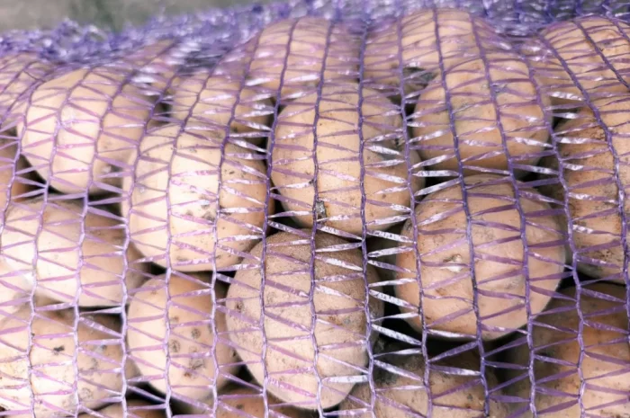 Продаж посадкової картоплі Рив'єра- фото № 7