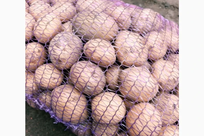 Продаж посадкової картоплі Рив'єра- фото № 8