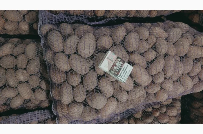 Продажа насіння та середня картопля Бела Роса-3- фото № 1