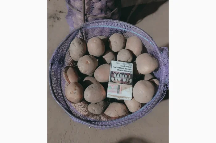 Продажа насіння та середня картопля Бела Роса-3- фото № 2