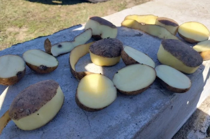 Куплю картоплю сорт Арізона- фото № 1