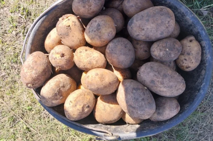 Куплю картоплю сорт Арізона- фото № 2