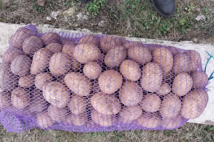 Куплю картоплю сорт Арізона- фото № 3