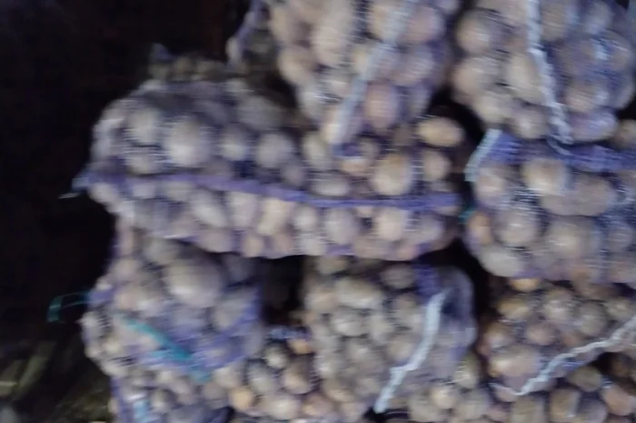 Картопля посадкова сорту Арізона- фото № 1