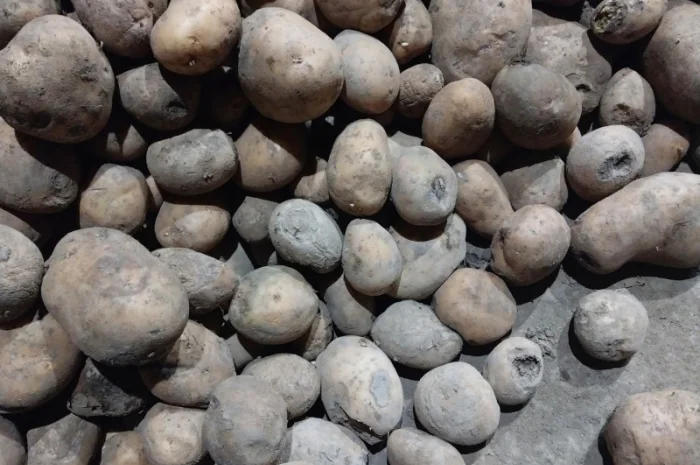 Картопля 2-й сорт з дефектами- фото № 1