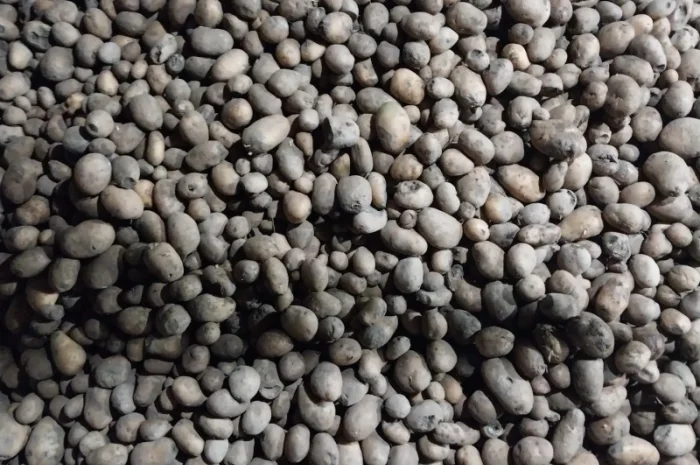 Картопля 2-й сорт з дефектами- фото № 2