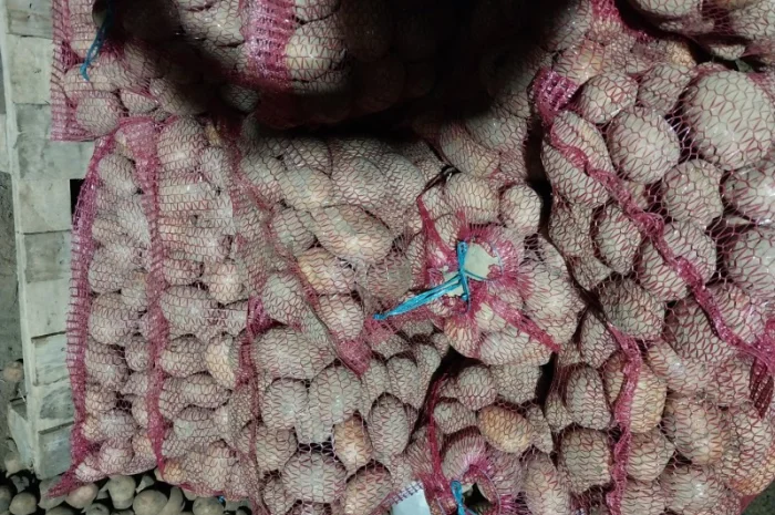 Продаю картофель сорта Аризона- фото № 1