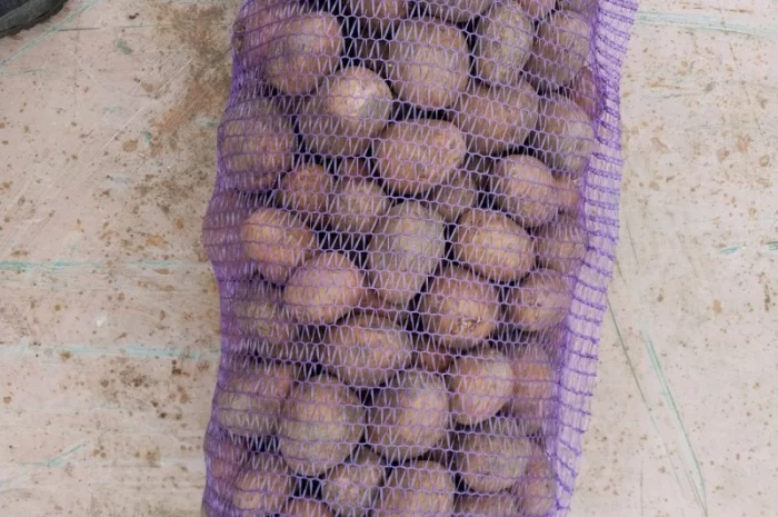 Куплю картоплю сортів Арізона та Белла Роса- фото № 1