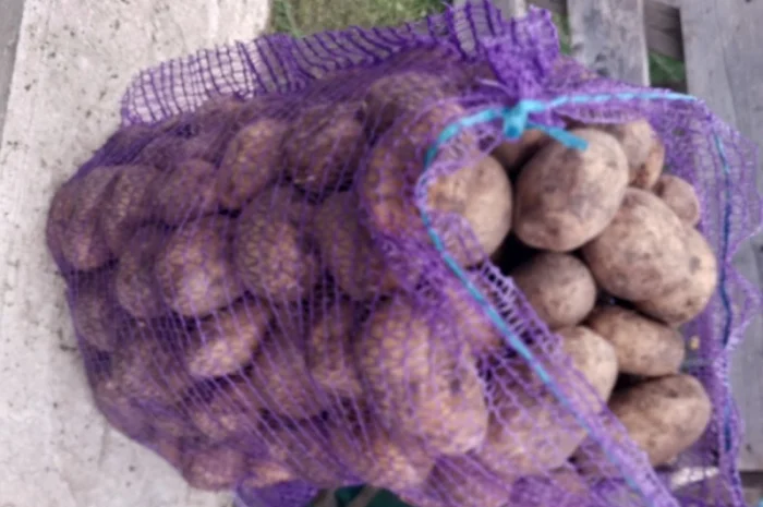 Продаж картоплі від виробника- фото № 1