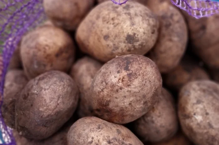 Продаж картоплі від виробника- фото № 2