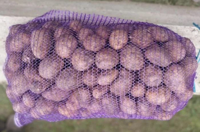 Продаж картоплі від виробника- фото № 3