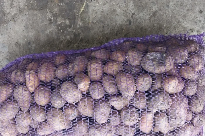 Картопля на корм, другий сорт- фото № 1