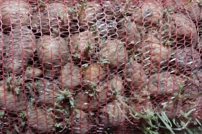 Картопля на корм, другий сорт- фото № 3