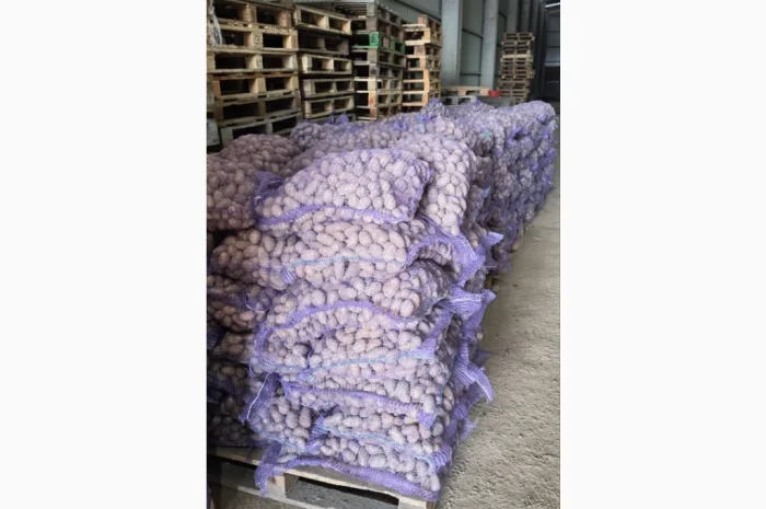 Пропонується насіннєва картопля сортів Гранада та Беллароса- фото № 2