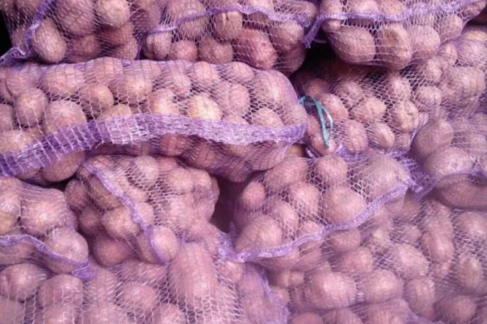 Продаж насіннєвої картоплі сорту Мелоді оптом- фото № 1