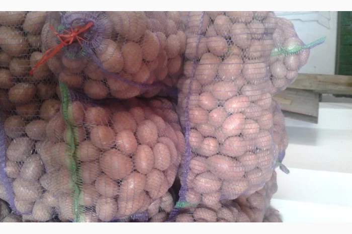 Продажа картошки сорта Белла Росса- фото № 1