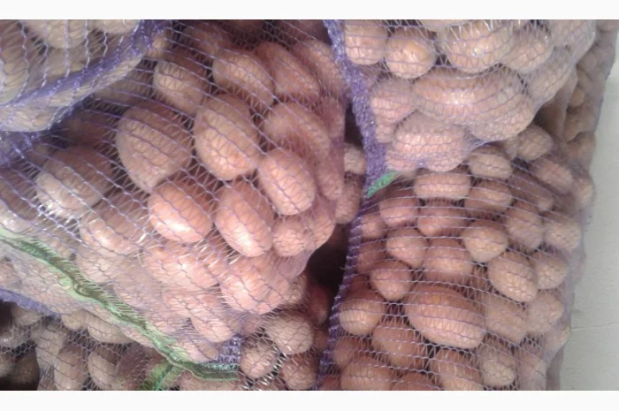 Продажа картошки сорта Белла Росса- фото № 2