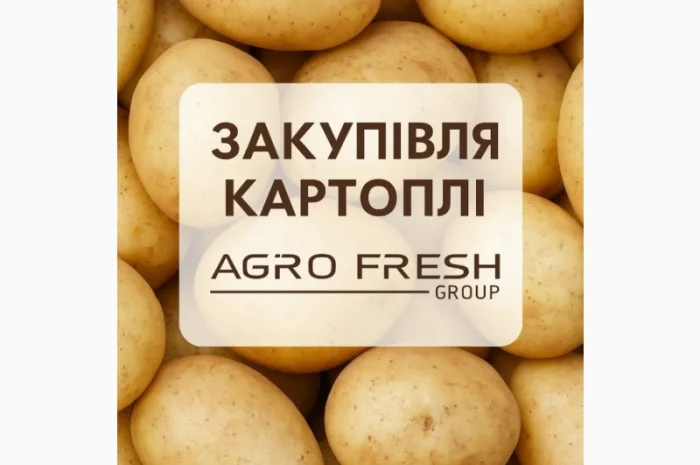 Закупівля картоплі оптом- фото № 1