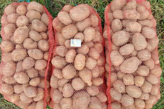 Товарна картопля сорту Королева Анна- фото № 1