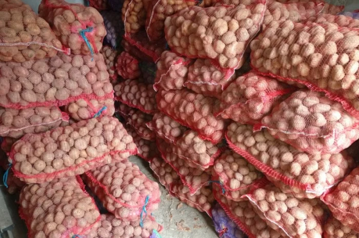 Товарна картопля сорту Королева Анна- фото № 2