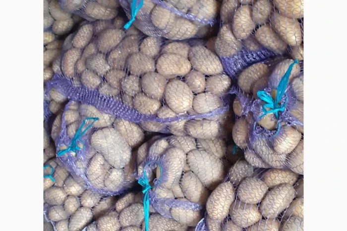 Велика картопля сорту Арізона на продаж- фото № 1