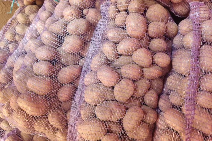 Якісна картопля біла роса- фото № 1