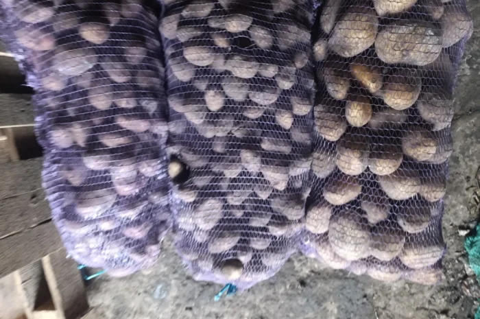 Продаю картоплю насіннєву і велику- фото № 2