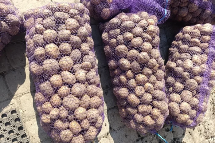 Пропонується картопля сорту Рівєра- фото № 1