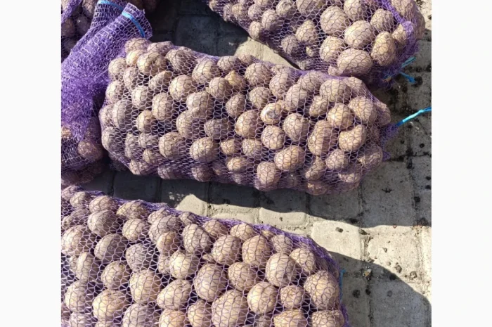 Пропонується картопля сорту Рівєра- фото № 2