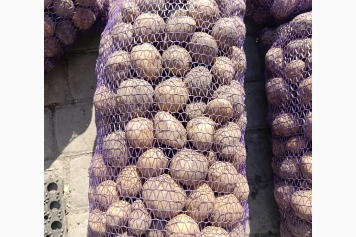 Пропонується картопля сорту Рівєра- фото № 3