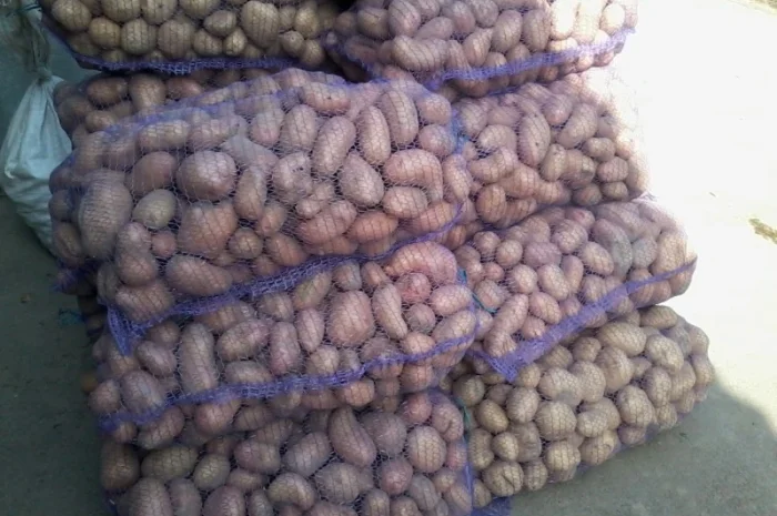 Продаю відбірну картоплю- фото № 1