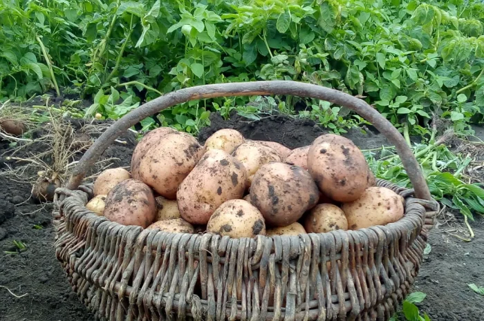 Продаю відбірну картоплю- фото № 2