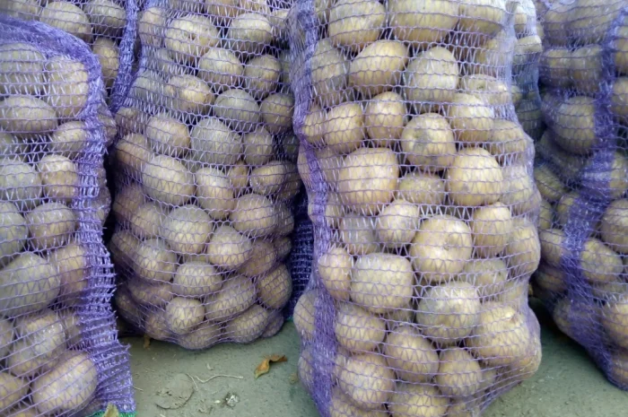 Продаю відбірну картоплю- фото № 3