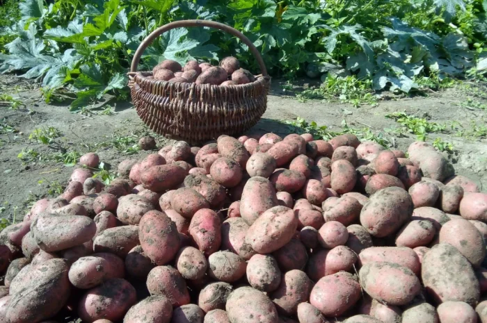 Продаю відбірну картоплю- фото № 4